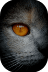 De Kattenvrouw
